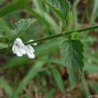 Leucas biflora (Vahl) Sm.